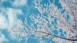 © Mickey - Frosty Branches Against a Blue Sky - A close-up of a tree branch covered in frost against a backdrop of a clear blue sky and fluffy white clouds. The image symbolizes winter, nature, peace, serenity,