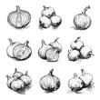 © Анна Лепеха - Set of onion vector illustrations - hand drawn onion - black and white onion isolated on white background