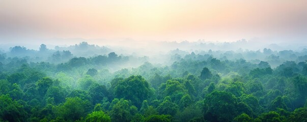 A dense forest with fading smog in the distance, representing carbon emission reduction