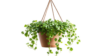 Captivating portrayal of a beautiful Dischidia Geri in a hanging pot isolated on a bright transparent background. Nature concept