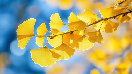 Canvas Print - Yellow ginkgo leaves in autumn sunlight under blue sky