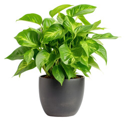 Sticker - PNG Office desk plant leaf white background houseplant.