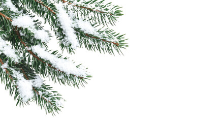 evergreen branch with snow transparent background
