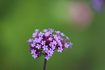 Canvas Print - Verbena bonariensis, the purpletop vervain, Argentinian vervain, tall verbena or pretty verbena, is a member of the verbena family cultivated as a flowering annual or herbaceous perennial plant.