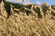 © Mariia - Background of ripening ears of rye field. Close up photo of nature. Harvest concept. Field of agricultural crops. Ears of a rye field close-up
