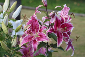 Canvas Print - Sweden. Lilium 'Stargazer' (the 'Stargazer lily') is a hybrid lily of the 'Oriental group'. Oriental lilies are known for their fragrant perfume, blooming mid-to-late summer. 