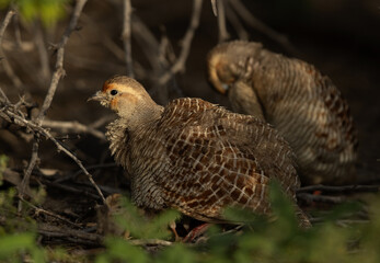 Wall Mural - Grey francolin chick hiding inside mother feather at Hamala, Bahrain