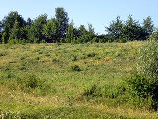 The hill is overgrown with green grass in front of a row of trees