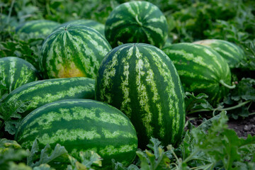 Green watermelons in the field, closeup of photo.