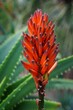 © Viktoriia - A detailed close-up of a vibrant orange aloe vera flower spike in bloom, with spiky green leaves in the background, highlighting its unique beauty.