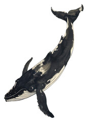 Poster - PNG Ink painting minimal of whale animal mammal underwater.