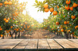 © Igor - Empty wood table with free space over orange trees, orange field background. For product display montage
