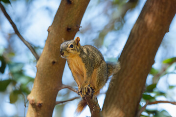 Wall Mural - the fox squirrel (sciurus niger), also known as the eastern fox squirrel or bryant's fox squirrel.