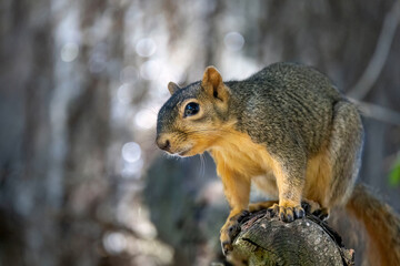 Wall Mural - the fox squirrel (sciurus niger), also known as the eastern fox squirrel or bryant's fox squirrel.