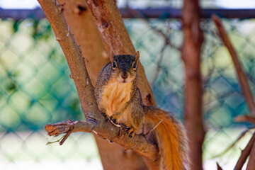 Wall Mural - the fox squirrel (sciurus niger), also known as the eastern fox squirrel or bryant's fox squirrel.