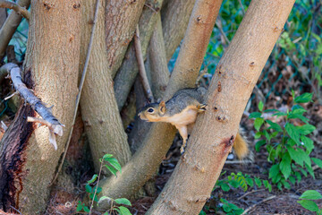 Wall Mural - the fox squirrel (sciurus niger), also known as the eastern fox squirrel or bryant's fox squirrel.