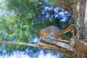 Wall Mural - the fox squirrel (sciurus niger), also known as the eastern fox squirrel or bryant's fox squirrel.