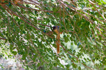 Wall Mural - the fox squirrel (sciurus niger), also known as the eastern fox squirrel or bryant's fox squirrel hi
