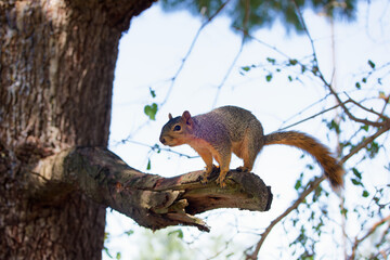 Wall Mural - the fox squirrel (sciurus niger), also known as the eastern fox squirrel or bryant's fox squirrel.