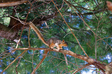 Wall Mural - the fox squirrel (sciurus niger), also known as the eastern fox squirrel or bryant's fox squirrel.