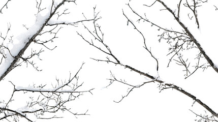 tree branches with snow transparent background