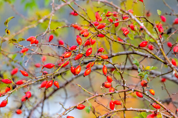 Wall Mural - A rose bush with red berries in sunny weather