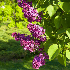 Canvas Print - Beautiful lilac flowers branch on a green background