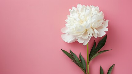 Poster - Beautiful white peony flower on pink background with copy space minimal holiday concept