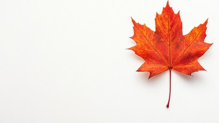 A maple leaf on the white background