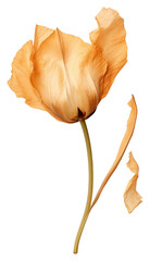 Wall Mural - PNG Flower petal plant tulip.