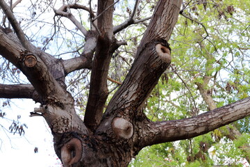 Tree bark texture close up.