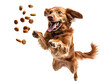 © zphoto83 - Golden retriever leaps joyfully while catching dog treats in mid-air against a transparent background