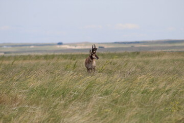 antelope in the field