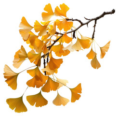 Wall Mural - Golden ginkgo leaves branch