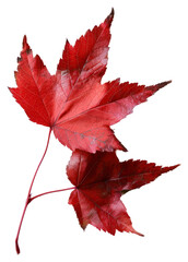 Wall Mural - vibrant red autumn maple leaf