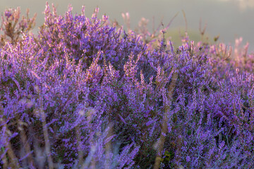 Selective focus of purple flowers in the filed, Calluna vulgaris (heath, ling or simply heather) is the sole species in the genus Calluna, Flowering plant family Ericaceae, Nature floral background.