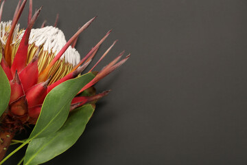 Poster - Beautiful red protea flower on dark background, closeup