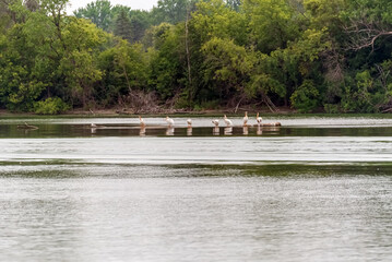 Wall Mural - American White Pelicans Resting In Shallow Water On The Fox River Shoreline At De Pere, Wisconsin