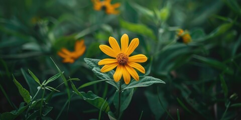 Wall Mural - Close up of a yellow flower in a lush green park