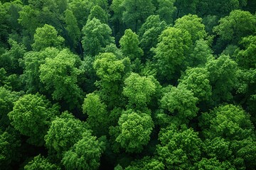 Sticker - Aerial View of Lush Green Forest Canopy