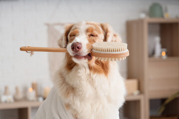 Wall Mural - Cute Australian Shepherd dog with massage brush in spa salon