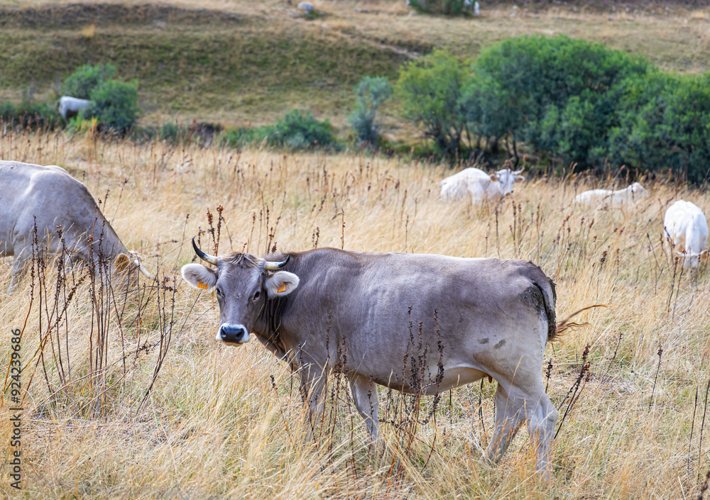 Cows of The Picos de Europa, a mountain range extending for about 20 km ...