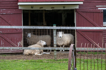 Three large domestic woolly sheep in a red wooden barn door opening. There's a green grassy patch in front of the building. A wooden and wire fence encloses the farm animals and there's a vintage rake