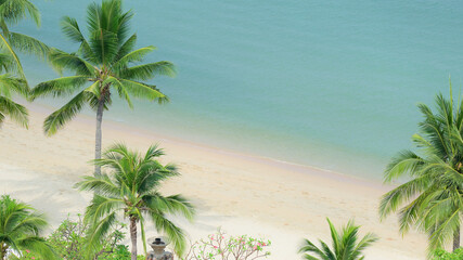 beautiful beach with palm tree and white sand in summertime