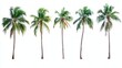 © Ben - Tropical Oasis - Coconut Palms Standing Tall in Isolation on a White Background.