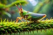 © Adisorn - Vibrant green thorn tree hopper insect with spiked crown perches on a moss-covered branch in a lush, misty tropical rainforest in Monteverde, Costa Rica.