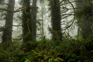 Sticker - Tangles Of Branches On Ivy Cover Redwoods In The Fog