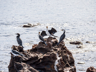 Wall Mural -  Five Pied Cormorants Perched On Rock