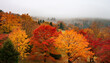 © Bills-Images - Fall autumn leaves changing in the trees on a foggy day landscape