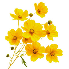 Wall Mural - PNG Yellow flowers with vibrant petals and dark centers arranged on a white background